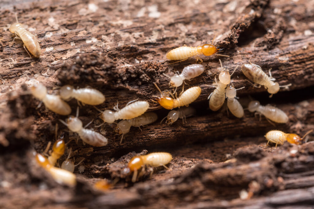 How Termite Control in Sydney’s Eastern Suburbs Differs from Other Areas

